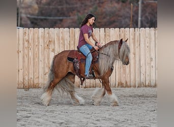 Cob Irlandese / Tinker / Gypsy Vanner, Giumenta, 8 Anni, 135 cm, Sauro scuro