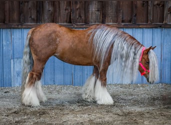 Cob Irlandese / Tinker / Gypsy Vanner, Giumenta, 8 Anni, 135 cm, Sauro scuro