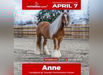 Cob Irlandese / Tinker / Gypsy Vanner, Giumenta, 8 Anni, 135 cm, Sauro scuro