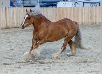 Cob Irlandese / Tinker / Gypsy Vanner, Giumenta, 8 Anni, 135 cm, Sauro scuro
