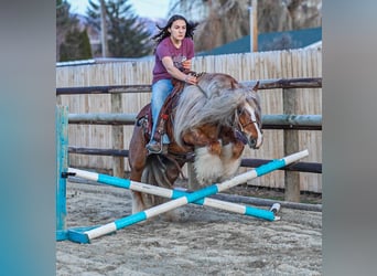 Cob Irlandese / Tinker / Gypsy Vanner, Giumenta, 8 Anni, 135 cm, Sauro scuro