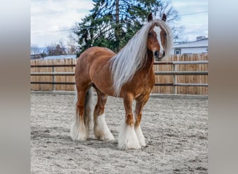 Cob Irlandese / Tinker / Gypsy Vanner, Giumenta, 8 Anni, 135 cm, Sauro scuro
