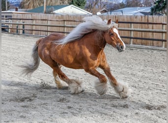 Cob Irlandese / Tinker / Gypsy Vanner, Giumenta, 8 Anni, 135 cm, Sauro scuro
