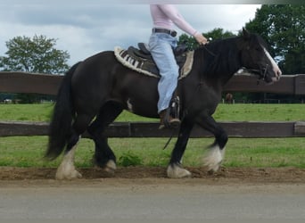 Cob Irlandese / Tinker / Gypsy Vanner, Giumenta, 8 Anni, 136 cm, Morello