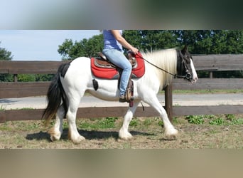 Cob Irlandese / Tinker / Gypsy Vanner, Giumenta, 8 Anni, 136 cm, Pezzato
