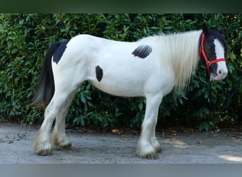Cob Irlandese / Tinker / Gypsy Vanner, Giumenta, 8 Anni, 136 cm, Pezzato
