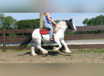 Cob Irlandese / Tinker / Gypsy Vanner, Giumenta, 8 Anni, 136 cm, Pezzato