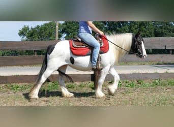 Cob Irlandese / Tinker / Gypsy Vanner, Giumenta, 8 Anni, 136 cm, Pezzato