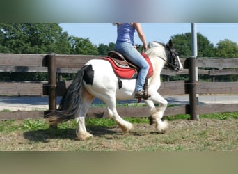 Cob Irlandese / Tinker / Gypsy Vanner, Giumenta, 8 Anni, 136 cm, Pezzato
