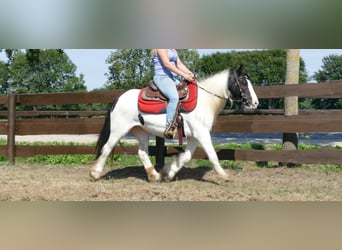 Cob Irlandese / Tinker / Gypsy Vanner, Giumenta, 8 Anni, 136 cm, Pezzato