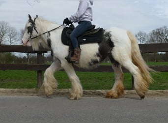 Cob Irlandese / Tinker / Gypsy Vanner, Giumenta, 8 Anni, 138 cm, Pezzato