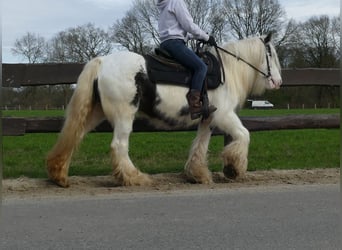 Cob Irlandese / Tinker / Gypsy Vanner, Giumenta, 8 Anni, 138 cm, Pezzato