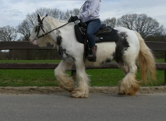 Cob Irlandese / Tinker / Gypsy Vanner, Giumenta, 8 Anni, 138 cm, Pezzato