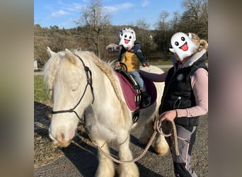Cob Irlandese / Tinker / Gypsy Vanner, Giumenta, 8 Anni, 140 cm, Può diventare grigio