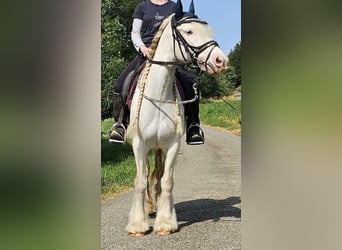Cob Irlandese / Tinker / Gypsy Vanner, Giumenta, 8 Anni, 140 cm, Può diventare grigio