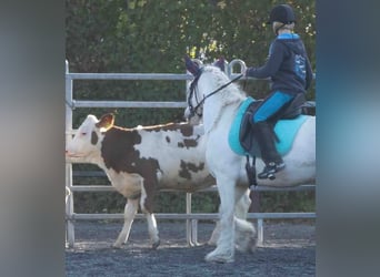 Cob Irlandese / Tinker / Gypsy Vanner, Giumenta, 8 Anni, 140 cm, Può diventare grigio