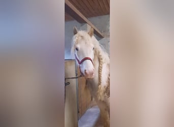 Cob Irlandese / Tinker / Gypsy Vanner, Giumenta, 8 Anni, 140 cm, Può diventare grigio