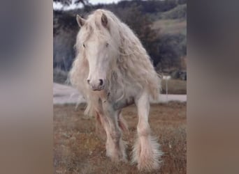 Cob Irlandese / Tinker / Gypsy Vanner, Giumenta, 8 Anni, 140 cm, Può diventare grigio