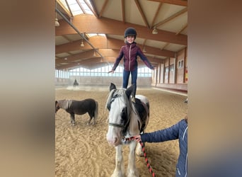 Cob Irlandese / Tinker / Gypsy Vanner, Giumenta, 8 Anni, 142 cm, Pezzato