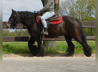 Cob Irlandese / Tinker / Gypsy Vanner, Giumenta, 8 Anni, 146 cm, Baio nero