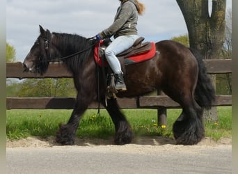 Cob Irlandese / Tinker / Gypsy Vanner, Giumenta, 8 Anni, 146 cm, Baio nero