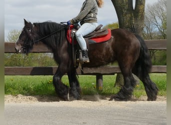 Cob Irlandese / Tinker / Gypsy Vanner, Giumenta, 8 Anni, 146 cm, Baio nero