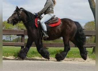 Cob Irlandese / Tinker / Gypsy Vanner, Giumenta, 8 Anni, 146 cm, Baio nero