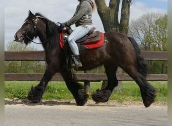 Cob Irlandese / Tinker / Gypsy Vanner, Giumenta, 8 Anni, 146 cm, Baio nero
