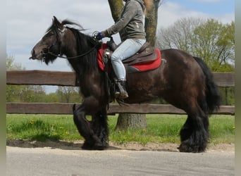 Cob Irlandese / Tinker / Gypsy Vanner, Giumenta, 8 Anni, 146 cm, Baio nero