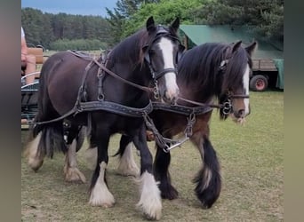 Cob Irlandese / Tinker / Gypsy Vanner, Giumenta, 8 Anni, 150 cm, Morello