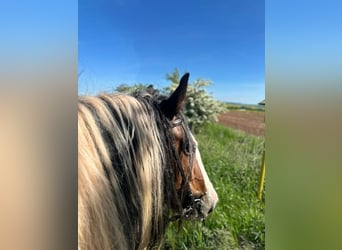 Cob Irlandese / Tinker / Gypsy Vanner, Giumenta, 8 Anni, 154 cm, Pezzato