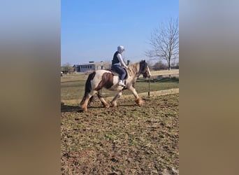 Cob Irlandese / Tinker / Gypsy Vanner, Giumenta, 8 Anni, 154 cm, Pezzato