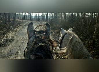 Cob Irlandese / Tinker / Gypsy Vanner Mix, Giumenta, 8 Anni, 158 cm, Falbo