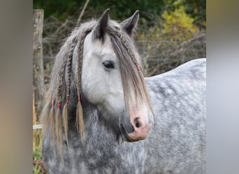 Cob Irlandese / Tinker / Gypsy Vanner, Giumenta, 8 Anni, Grigio