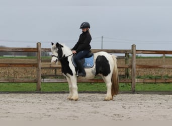 Cob Irlandese / Tinker / Gypsy Vanner, Giumenta, 9 Anni, 120 cm, Pezzato