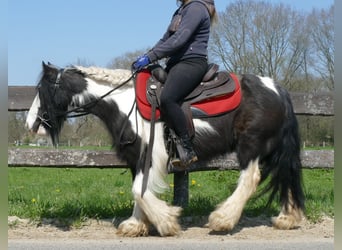 Cob Irlandese / Tinker / Gypsy Vanner, Giumenta, 9 Anni, 129 cm, Pezzato