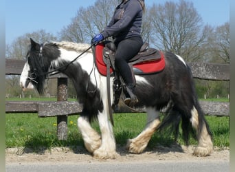 Cob Irlandese / Tinker / Gypsy Vanner, Giumenta, 9 Anni, 129 cm, Pezzato