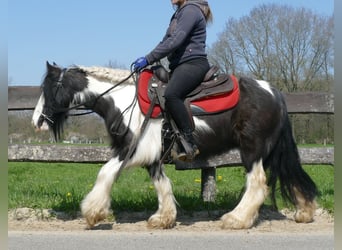 Cob Irlandese / Tinker / Gypsy Vanner, Giumenta, 9 Anni, 129 cm, Pezzato