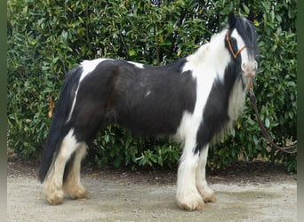 Cob Irlandese / Tinker / Gypsy Vanner, Giumenta, 9 Anni, 129 cm, Pezzato