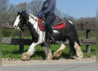 Cob Irlandese / Tinker / Gypsy Vanner, Giumenta, 9 Anni, 129 cm, Pezzato