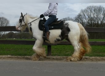 Cob Irlandese / Tinker / Gypsy Vanner, Giumenta, 9 Anni, 138 cm, Pezzato