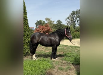 Cob Irlandese / Tinker / Gypsy Vanner, Giumenta, 9 Anni, 140 cm, Morello