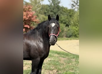 Cob Irlandese / Tinker / Gypsy Vanner, Giumenta, 9 Anni, 140 cm, Morello