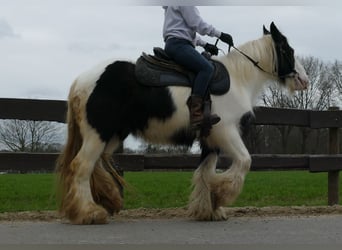 Cob Irlandese / Tinker / Gypsy Vanner, Giumenta, 9 Anni, 140 cm, Pezzato