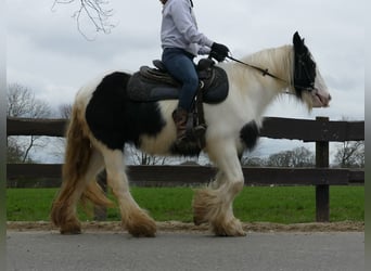 Cob Irlandese / Tinker / Gypsy Vanner, Giumenta, 9 Anni, 140 cm, Pezzato