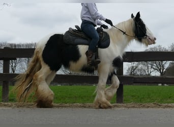 Cob Irlandese / Tinker / Gypsy Vanner, Giumenta, 9 Anni, 140 cm, Pezzato