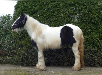 Cob Irlandese / Tinker / Gypsy Vanner, Giumenta, 9 Anni, 140 cm, Pezzato