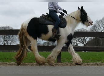 Cob Irlandese / Tinker / Gypsy Vanner, Giumenta, 9 Anni, 140 cm, Pezzato