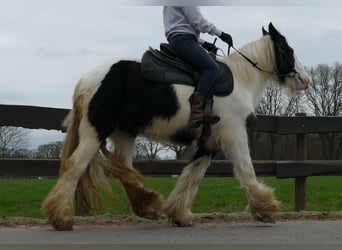 Cob Irlandese / Tinker / Gypsy Vanner, Giumenta, 9 Anni, 140 cm, Pezzato