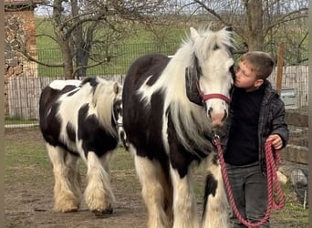 Cob Irlandese / Tinker / Gypsy Vanner, Giumenta, 9 Anni, 140 cm, Tobiano-tutti i colori